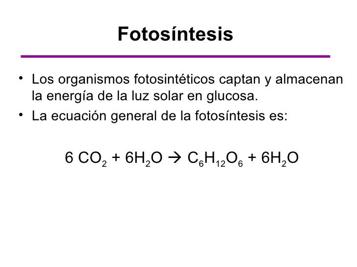 Fotosintesis y su ecuacion 43 Fotosintesis y su ecuacion 64